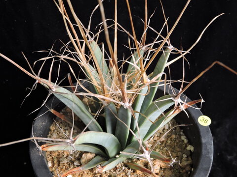 Detailed view of Leuchtenbergia principis (Gwangsan cactus) featuring triangular tubercles, spines, and yellow blossom. Photographed in Korea.