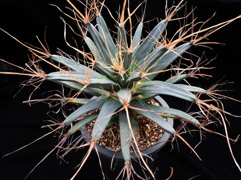 Close-up of Leuchtenbergia principis (Gwangsan cactus) showing elongated tubercles, sharp spines, and bright yellow bloom. Photographed in Korea.