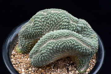 Detailed view of Strombocactus disciformis f. cristata (Guksucheolhwa cactus) showing overlapping curled ridges and intricate texture. Photographed in Korea.
