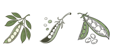 Illustration of fava beans on a clean white background, Fava Beans Vegetable Vector Illustration Isolated on White Background,  pile of green fava beans with dark green outlines and white highlights.