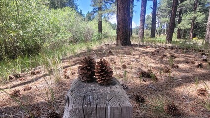 Pinecone portrait