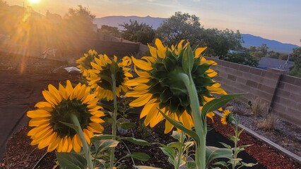 Sunrise and sunflowers