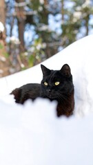 Black cat in snow