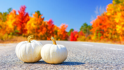 Two white pumpkins on the side of an empty road, with colorful trees in autumn and a blue sky in the background