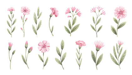 Soft pink cosmos flowers with buds and green foliage. Cosmos blossoms with stems and leafy accents in watercolor.