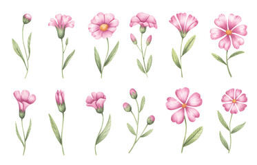 Soft pink cosmos flowers with buds and green foliage. Cosmos blossoms with stems and leafy accents in watercolor.