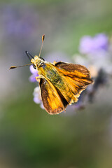 Woodland Skipper Ochlodes sylvanoides in August on lavender plant in closeup