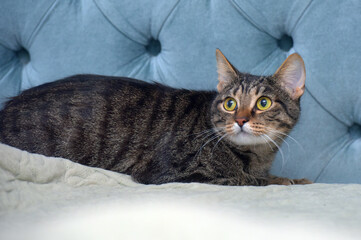 A tabby cat with bright yellow-green eyes lies on a light blanket, against the background of soft...