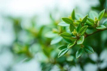 Obraz premium Green plant leaves branch out lush and fresh Focus on detail smooth glossy textures under soft diffused light