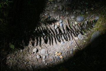 Fern shadow on the forest floor in spot of harsh light