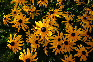 Mass of black eyed susan flowers in closeup with yellow petals