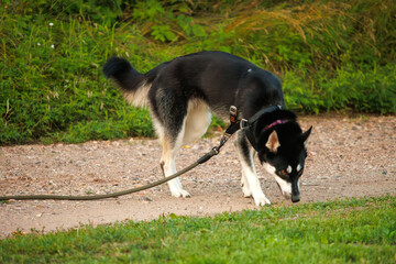 dog in the park