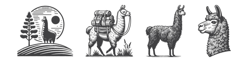 Vintage Hand-Drawn Llama Carrying Goods Illustration, Farm Animal Engraved Vector for Ranch and T-Shirt Design