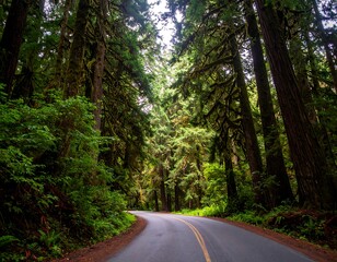 Obraz premium Lush forest road winding through tall trees