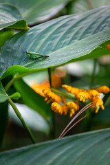 grasshopper on a leaf