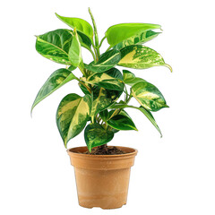 Potted plant with variegated leaves