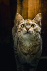 Chat portrait de face