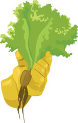 vector illustration gloves, gardener, plant, cabbage, salad, food, greens, vegetable