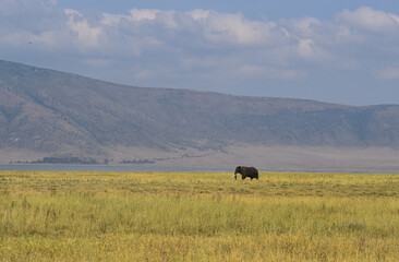 Animals in Tanzania, Africa from Safari