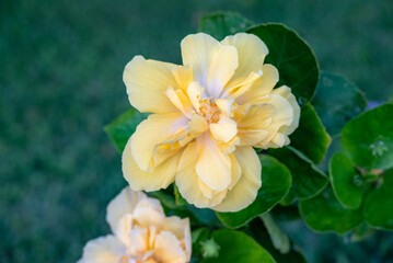 yellow flower in the garden