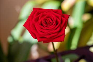 red rose on green background natural 