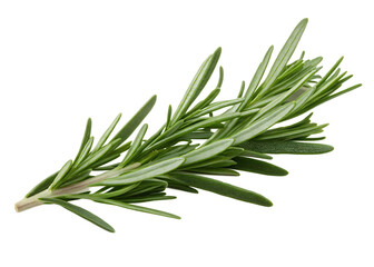 Fototapeta premium Fresh rosemary sprig isolated on a transparent background