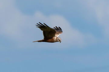 Busard des roseaux,Circus aeruginosus, Western Marsh Harrier