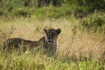 Animals in Tanzania, Africa from Safari