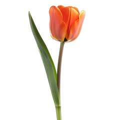 Single orange-red tulip, vibrant petals, slender stem, green leaves