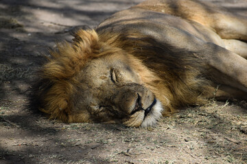 Animals in Tanzania, Africa from Safari