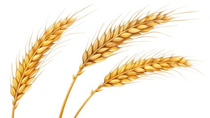 Fototapeta premium Golden Wheat Stalks Illustration on White, grain, agriculture