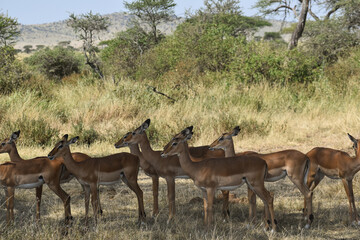 Naklejka premium Animals in Tanzania, Africa from Safari