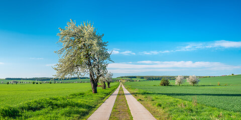 Straight Farm Track through Green Fields in Spring with Cherry Trees in Bloom