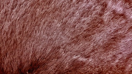 rich brown short fur texture close up with natural shine for upholstery fabric design or animal-inspired background © Arthur