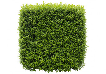 premium dense symmetrical green hedge shrub without flowers isolated on white background 4 by 3 ratio