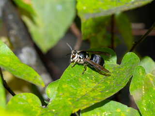 Macro photo of a bald-faced hornet perched on a green leaf. Captures the intricate details of the insect, ideal for themes of nature, wildlife, gardening, and biodiversity.