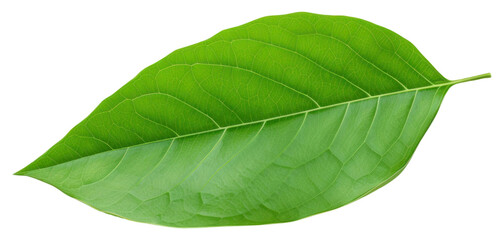 Obraz premium PNG Green leaf plant white background freshness.