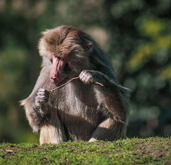portrait of a baboon