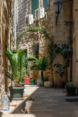 Charming narrow stone alley in Montenegro with potted green plants, a sitting cat, sunlit walls, air conditioners, and traditional window shutters