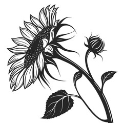 black and white sun flowers