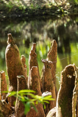 Cypress Knees