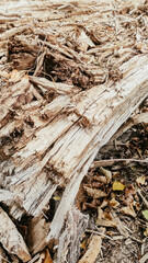firewood, chips, fallen tree, timber, raw materials
