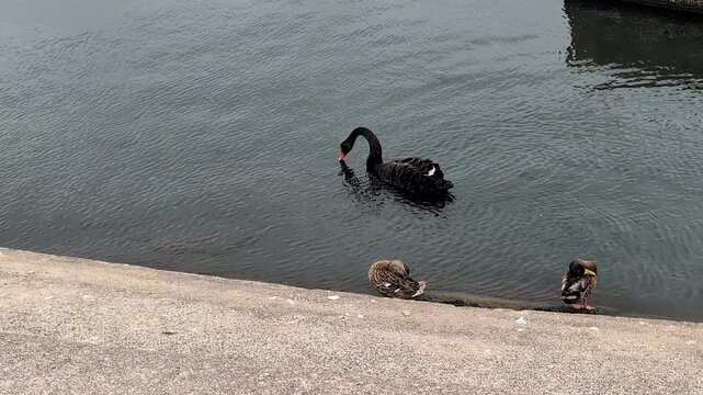 A black swan swimming on the lake near the shore looking for food.