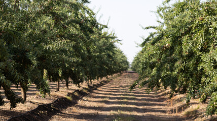 Close-up of a pile of raw, in-shell almonds of the Laureanne variety, freshly harvested. Detail of the almond harvest in an organic farming field in Badajoz, Extremadura, Spain