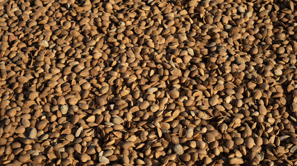 Close-up of a pile of raw, in-shell almonds of the Laureanne variety, freshly harvested. Detail of the almond harvest in an organic farming field in Badajoz, Extremadura, Spain
