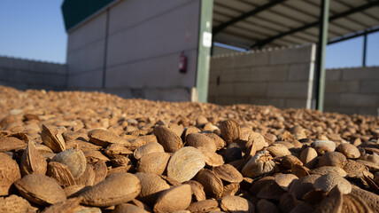Close-up of a pile of raw, in-shell almonds of the Laureanne variety, freshly harvested. Detail of the almond harvest in an organic farming field in Badajoz, Extremadura, Spain
