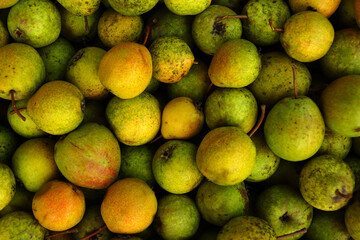 Pears collected during harvest season in a lush orchard filled with ripe fruit