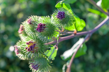 Close-up of common burdock (Arctium minus) flower heads with spiny green bracts