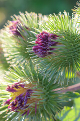 Close-up of common burdock (Arctium minus) flower heads with spiny green bracts
