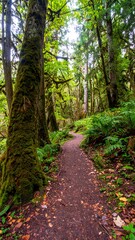 Lush forest trail winding through trees